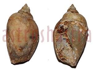 heera shankh